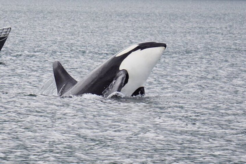 Awesome Orcas!
