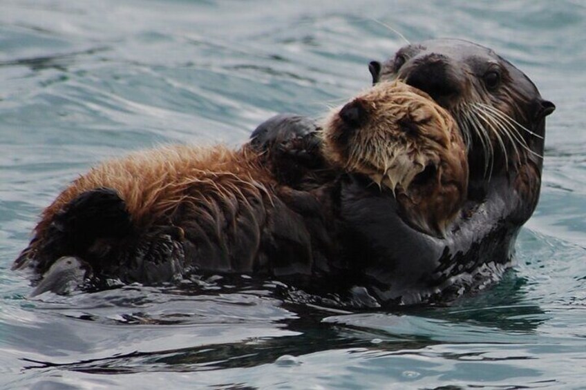 Sea Otter- Mama and Baby