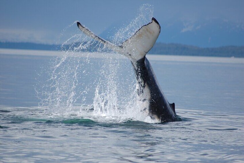 Tail!!!