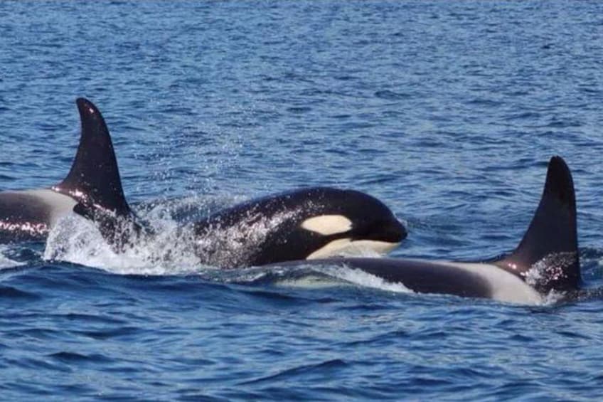 Hoonah Whale-Watching Cruise