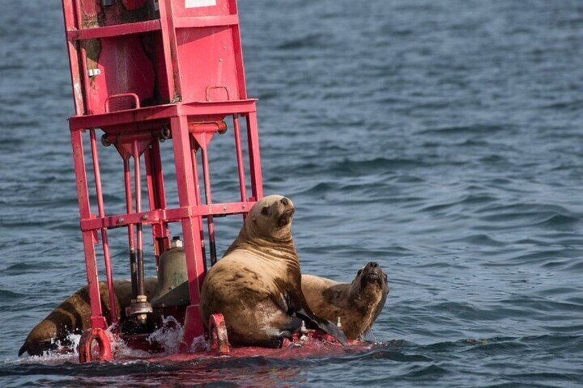 Sea Lions