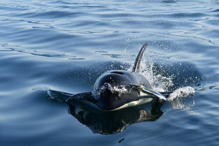 Orcas!
