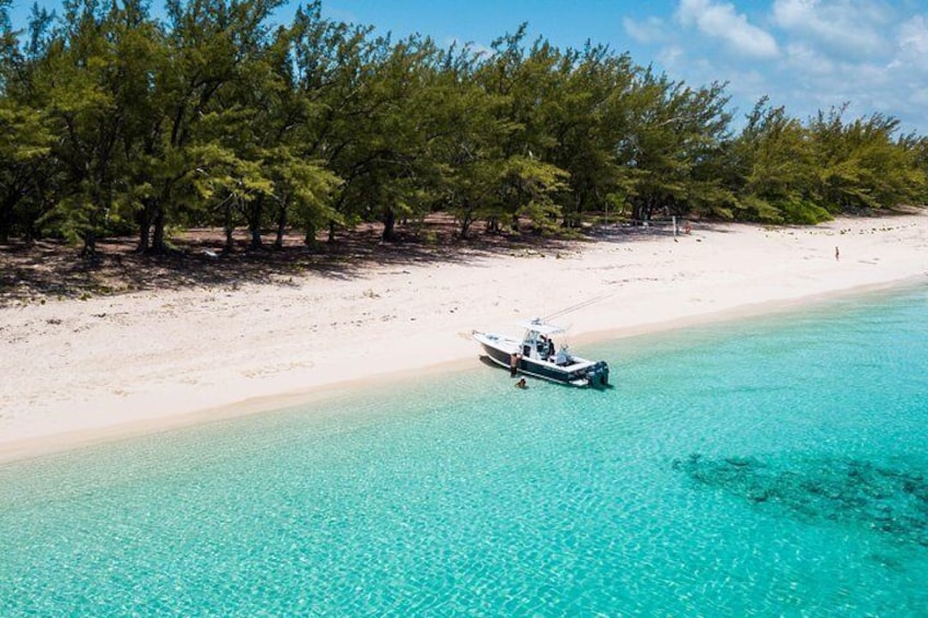 Bluefinn Charters Swimming with the turtles