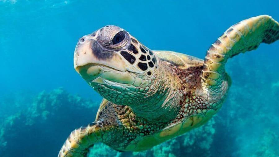 Bluefinn Charters Swimming with the turtles