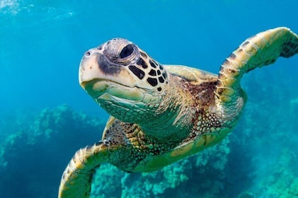 Bluefinn Charters Nuota con le tartarughe a Nassau Bahamas