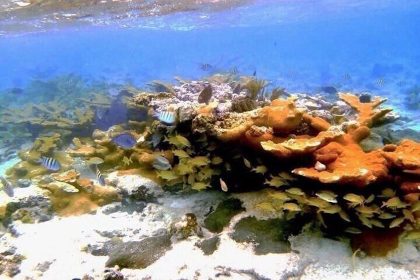 007 Morning All Inclusive Snorkeling and Beaching