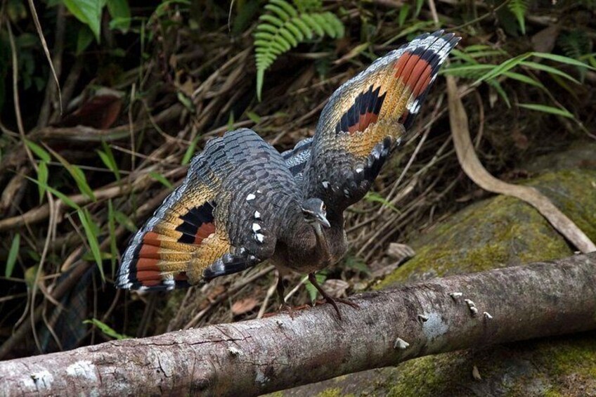 Birding Tour