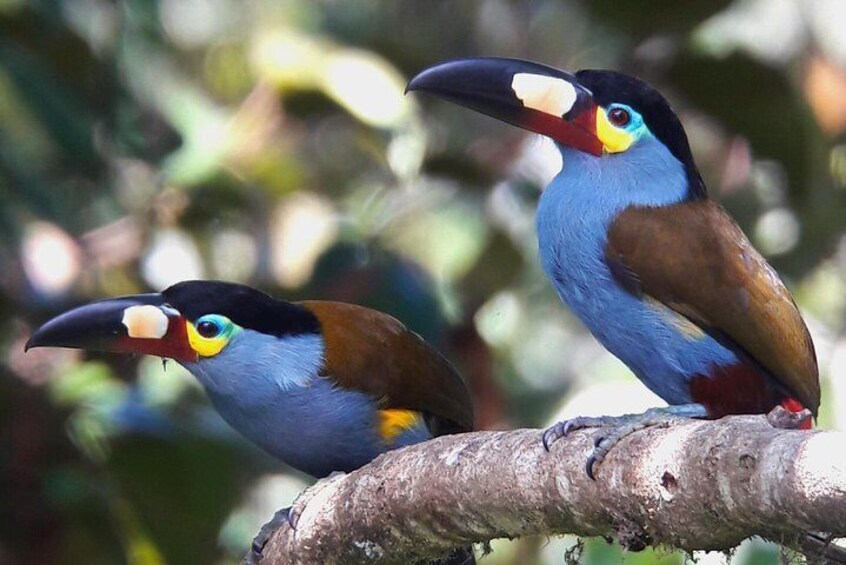 Birding Tour