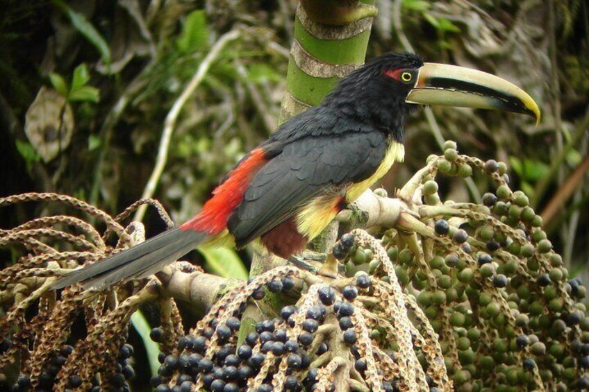 Birding Tour