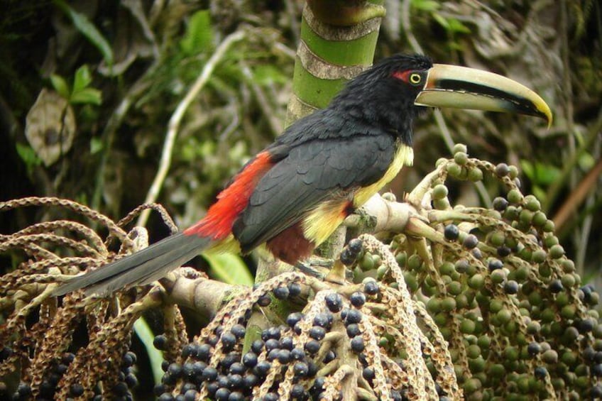 Birding Tour