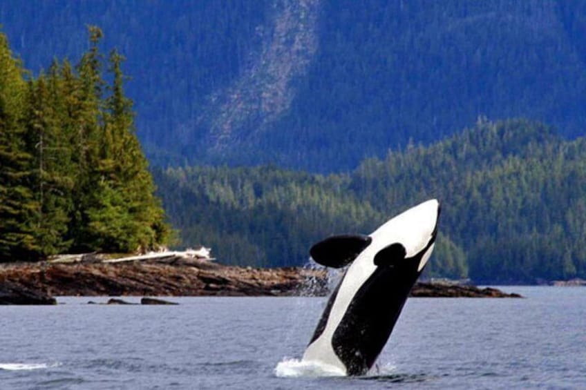 Misty Fjords Expedition by Private Boat