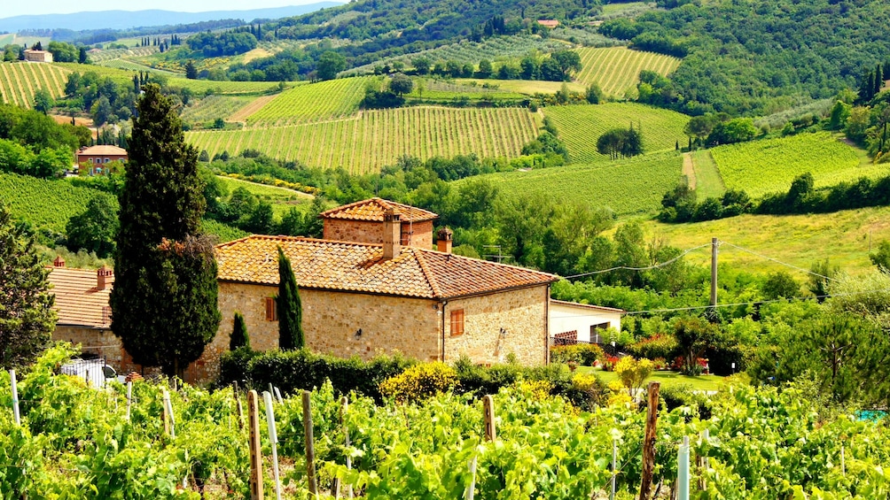 Tuscany Taster Tour: Round-trip from Rome with Lunch & Wine