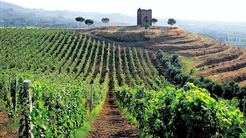 Roman Countryside Vineyards & Wine Tasting