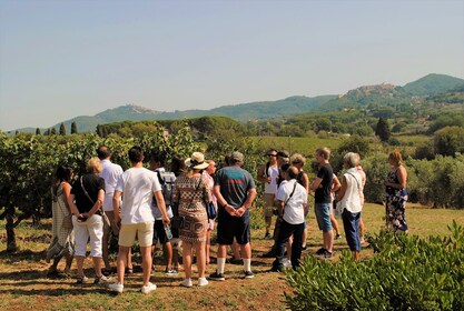 Roman Vineyards & Wine Tasting: Semi-Private Tour with Local Food Pairing