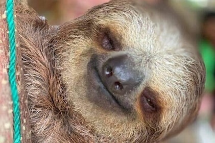 Roatan Monkey & Sloth Tour met chocolade- en rumproeverij