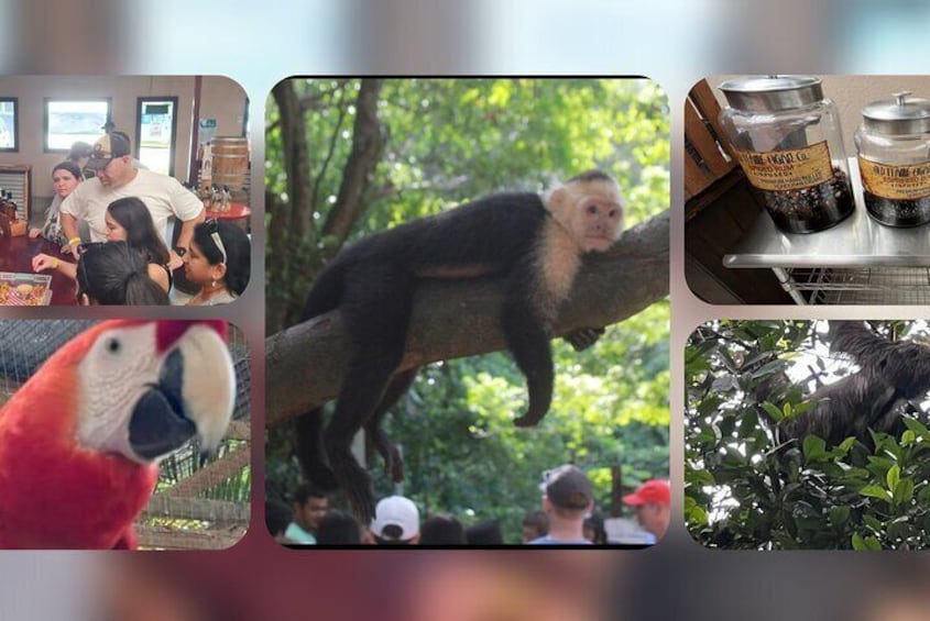 Roatan Monkey, Sloth & Macaws with Chocolate and Rum sample