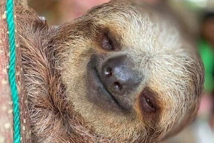 Roatan Monkey & Sloth Tour med choklad- och romprovning