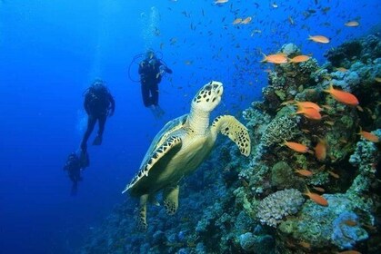 PADI or SSI 2 Tank Fun Dive in the great Mesoamerican reef, Costa Maya, Mah...