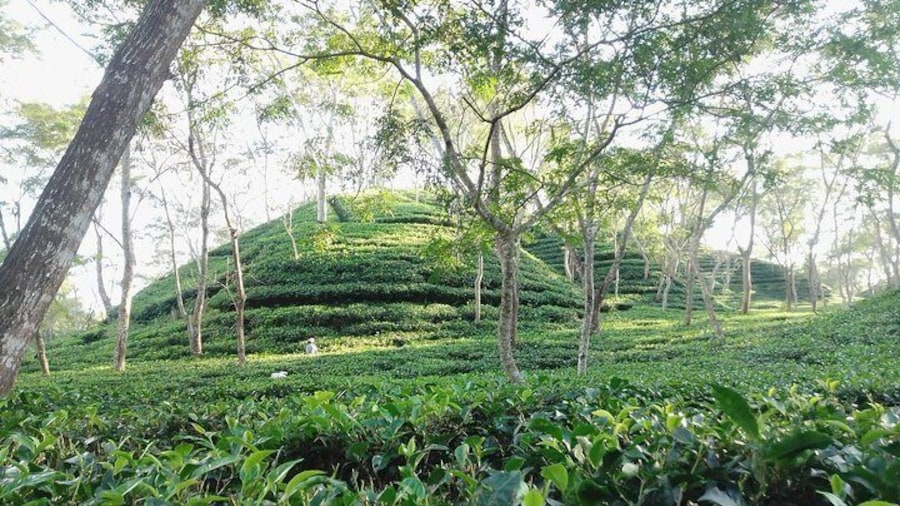 Srimangal Nature Tour in forest and tea garden