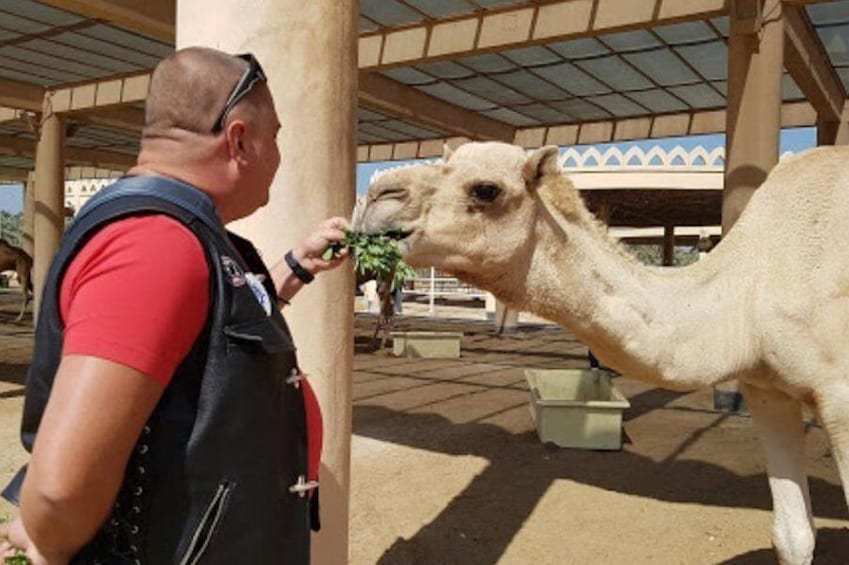 Feed the camel