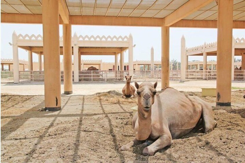 Camel farm