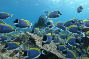 Half Day Snorkeling