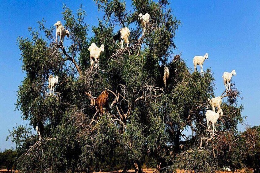 Small-group Day Trip from Marrakech to Essouira 