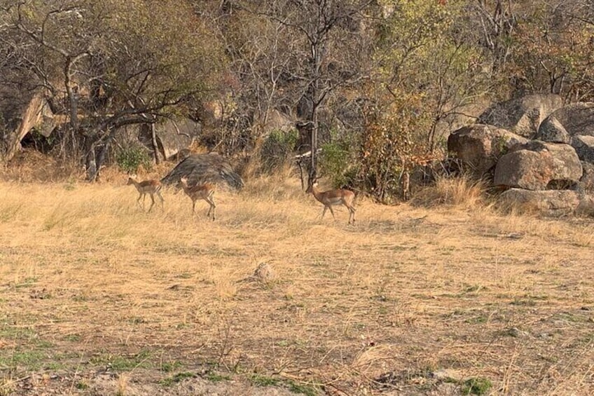 Impala roaming 