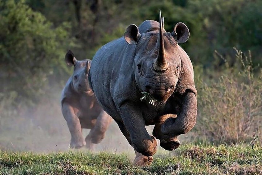 black Rhinos