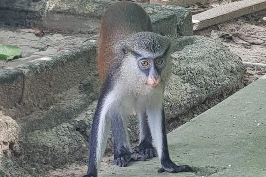 Lekki Conservation Centre