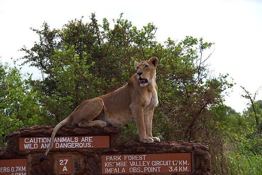 Nairobi's Wild Heart: A Safari & Heritage Quest