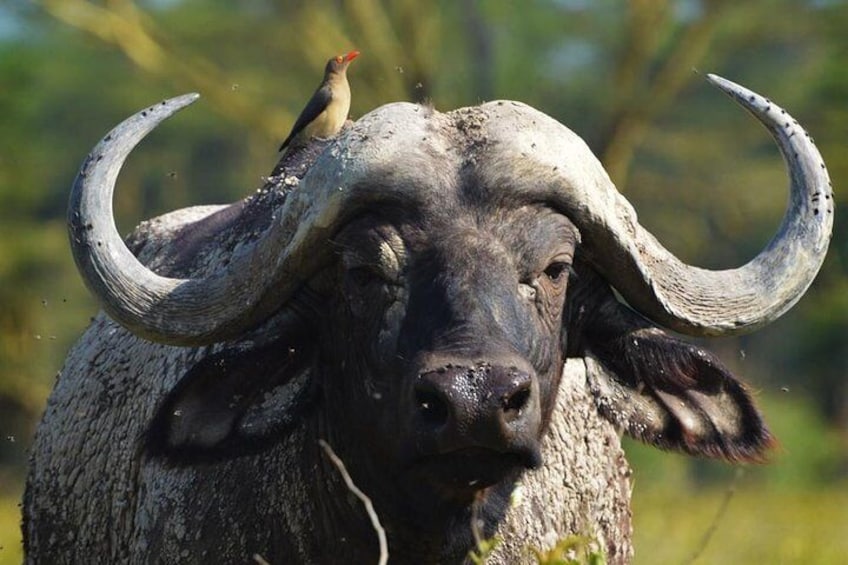 Cape Buffalo