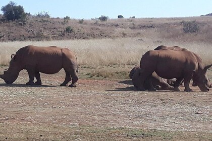 Safari Experience at Rhino & Lion Park