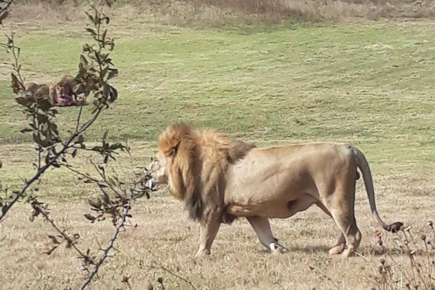 LION FEEDING