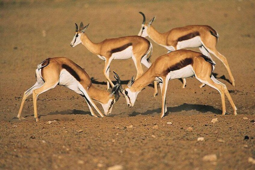 Springbok