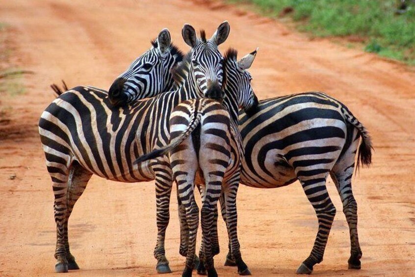 Mountain Zebra