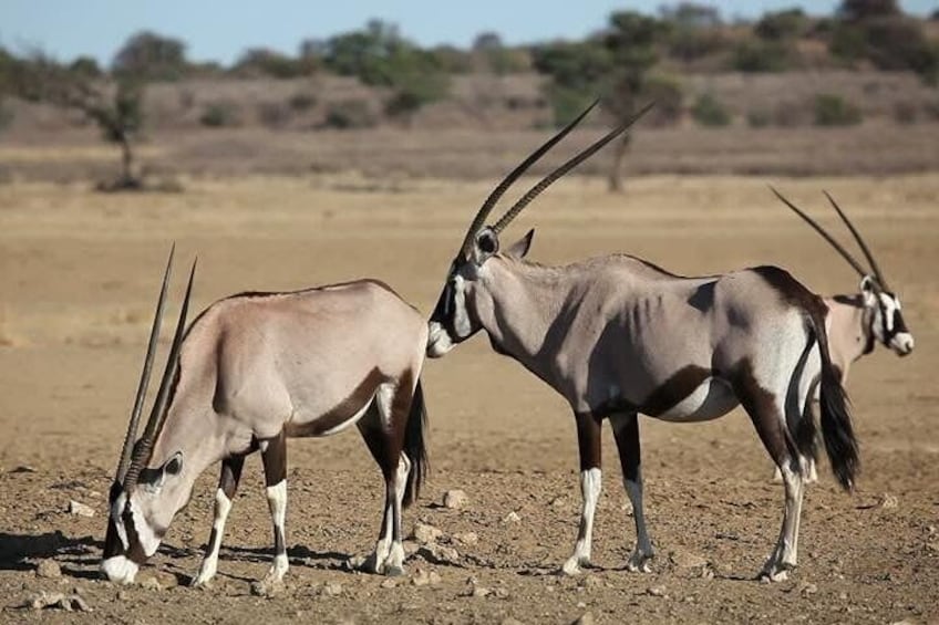 Oryx