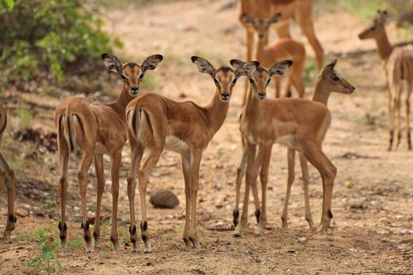Impala