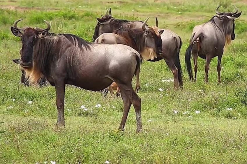 Blue Wildebeests