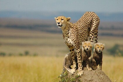 Safari Experience at Rhino & Lion Park