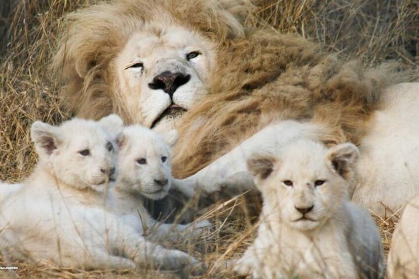 Rhino and Lion Special Sundays.