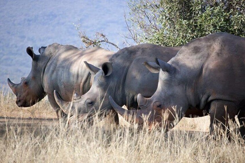 Rhino and Lion Special Sundays.