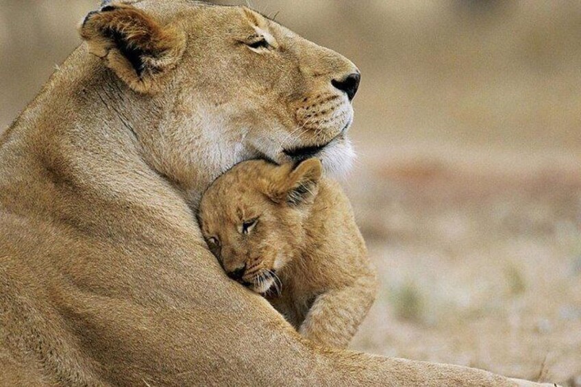Rhino and Lion Special Sundays.