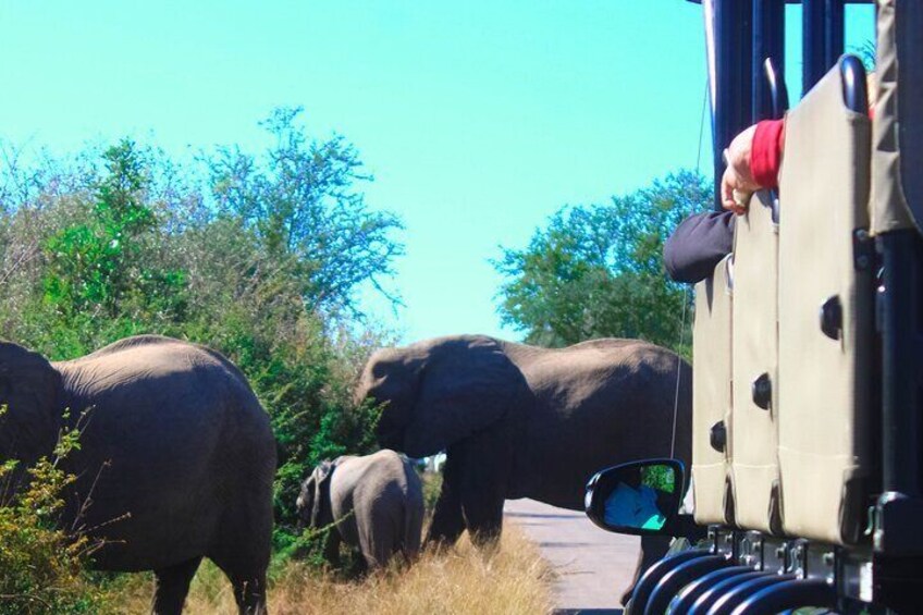 Full-Day Kruger Park Safari from Nelspruit, Whiteriver or Hazyview