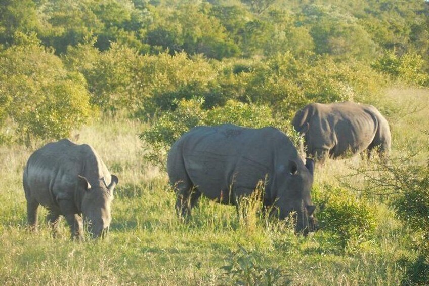 Full-Day Kruger Park Safari from Nelspruit, Whiteriver or Hazyview