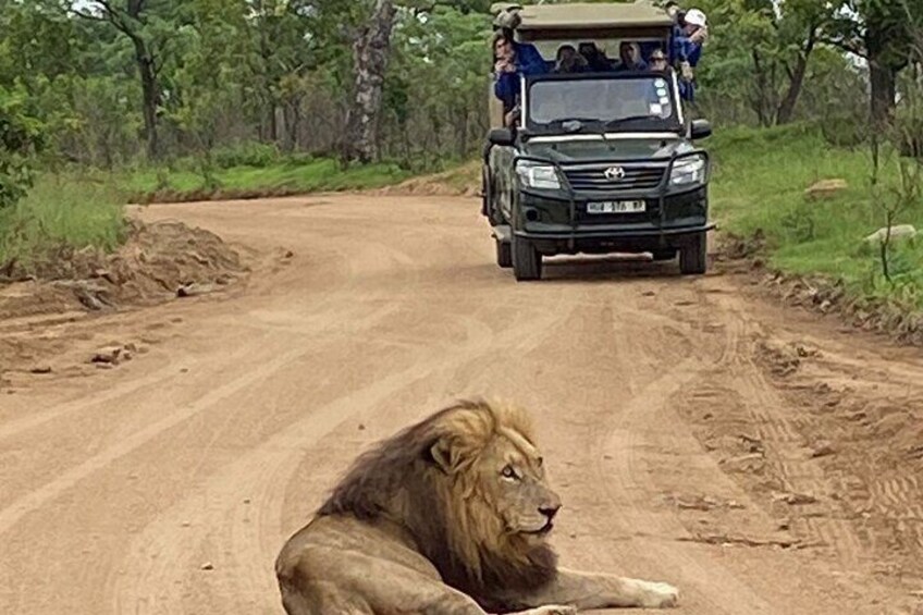 Full-Day Kruger Park Safari from Nelspruit, Whiteriver or Hazyview