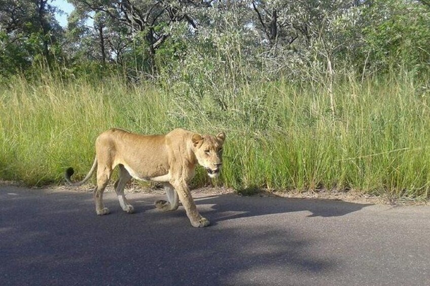 Full-Day Kruger Park Safari from Nelspruit, Whiteriver or Hazyview