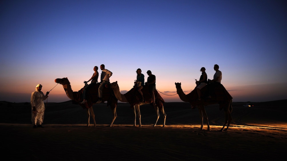 Arabic Bedouin leading three camels carrying couples in Dubai