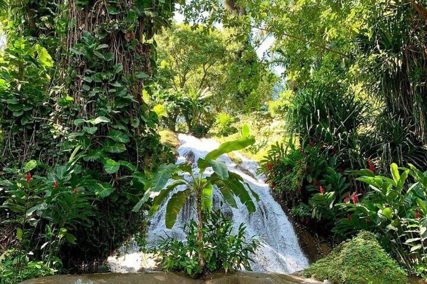 Taste of Jamaica Food Tour from Ocho Rios