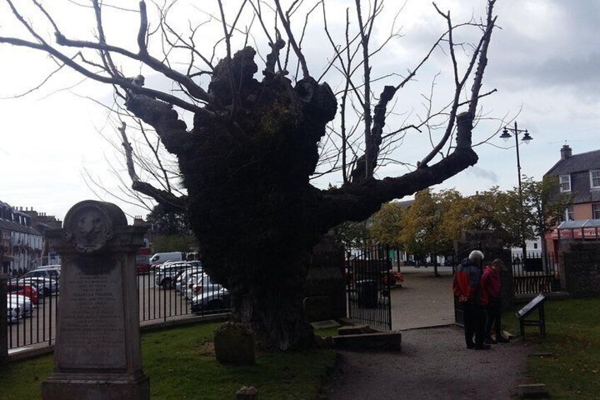 800 year old tree at Beauly 
 Priory